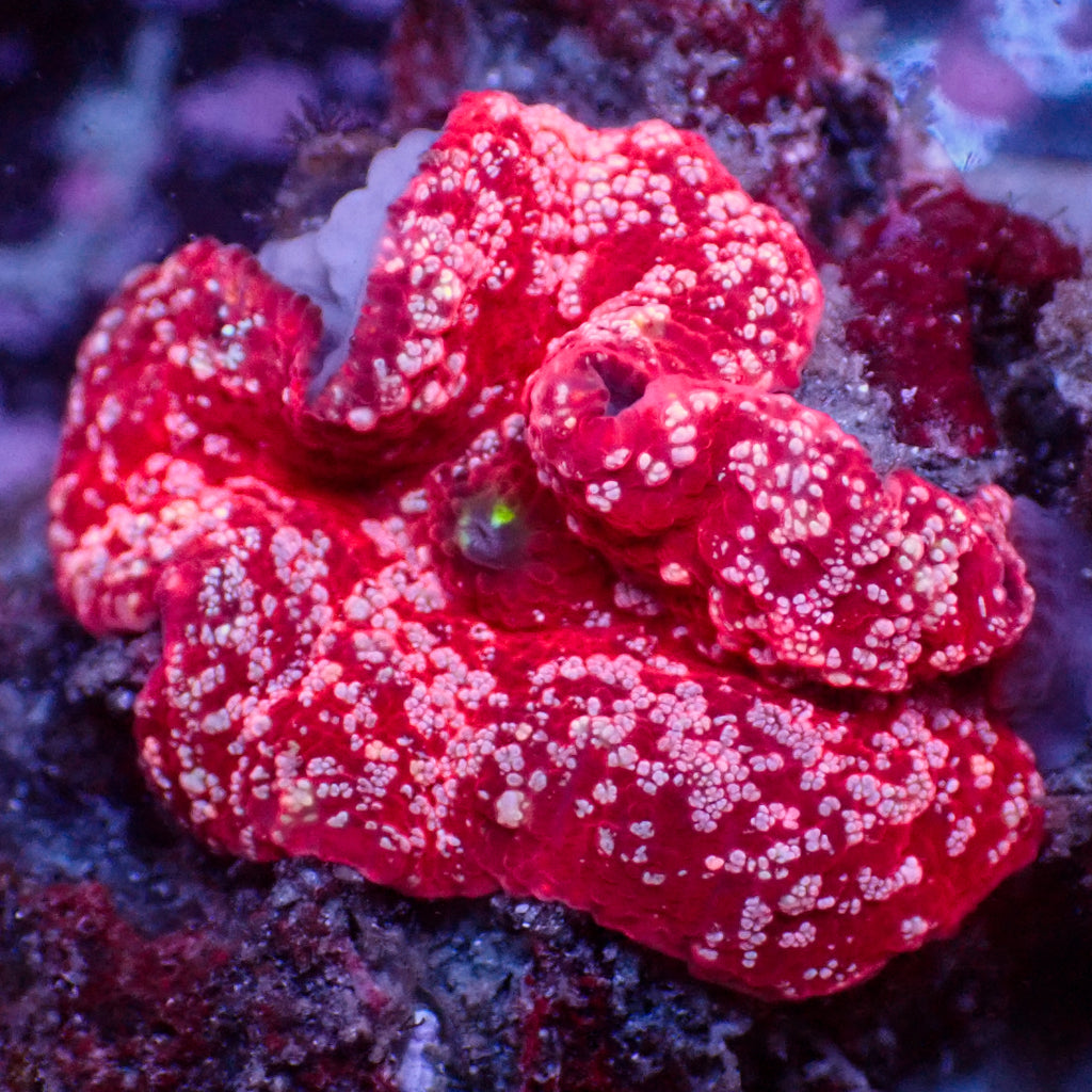 WYSIWYG Pink Speckled Bright Red Discosoma Mushroom - Corals Anonymous