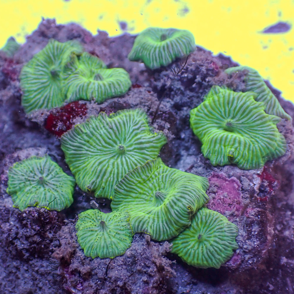 WYSIWYG Watermelon Disocosoma Mushroom Colony (10+ Polyps) - Corals Anonymous