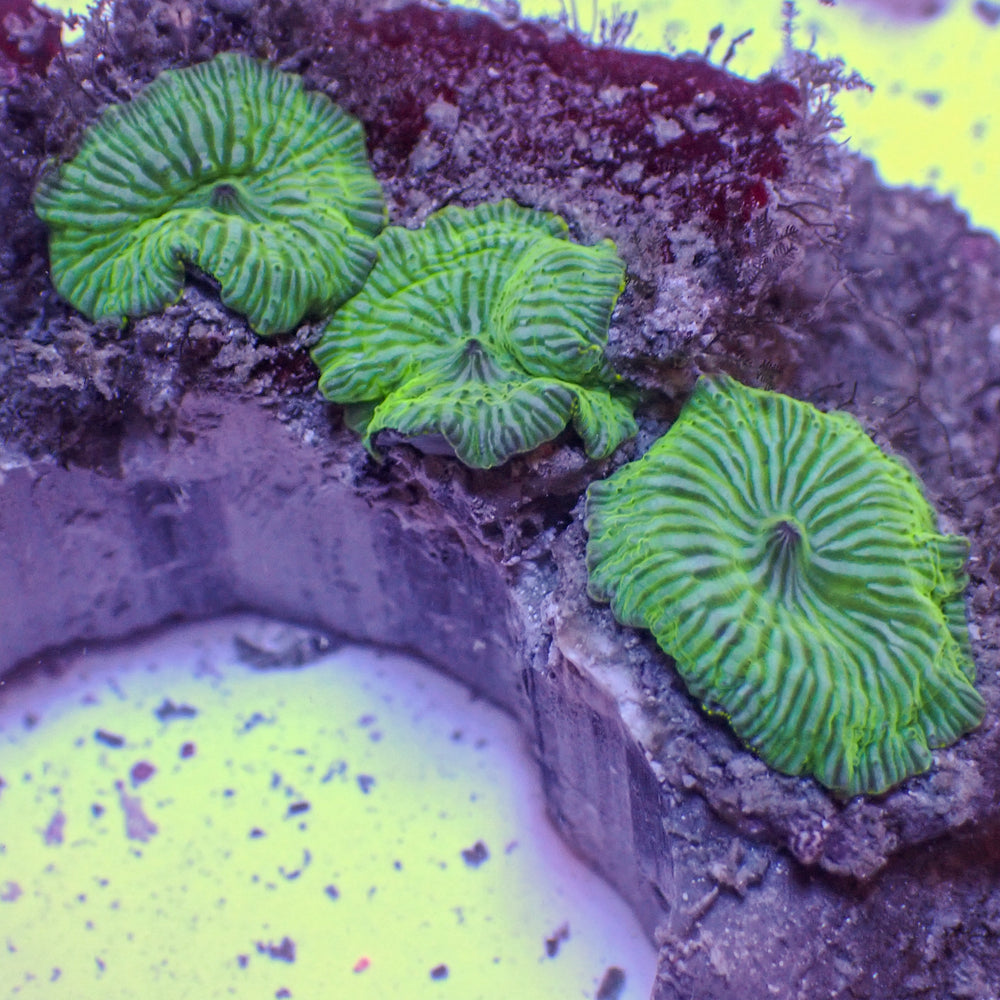 WYSIWYG Watermelon Disocosoma Mushroom Colony (3 Polyps) - Corals Anonymous