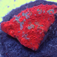 WYSIWYG Bright Superman Chalice (1-2”)