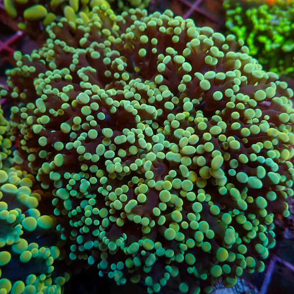 WYSIWYG Teal-Tipped Wall Frogspawn Colony (3-4