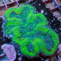 WYSIWYG Neon Green Symphyllia (3-4") - Corals Anonymous