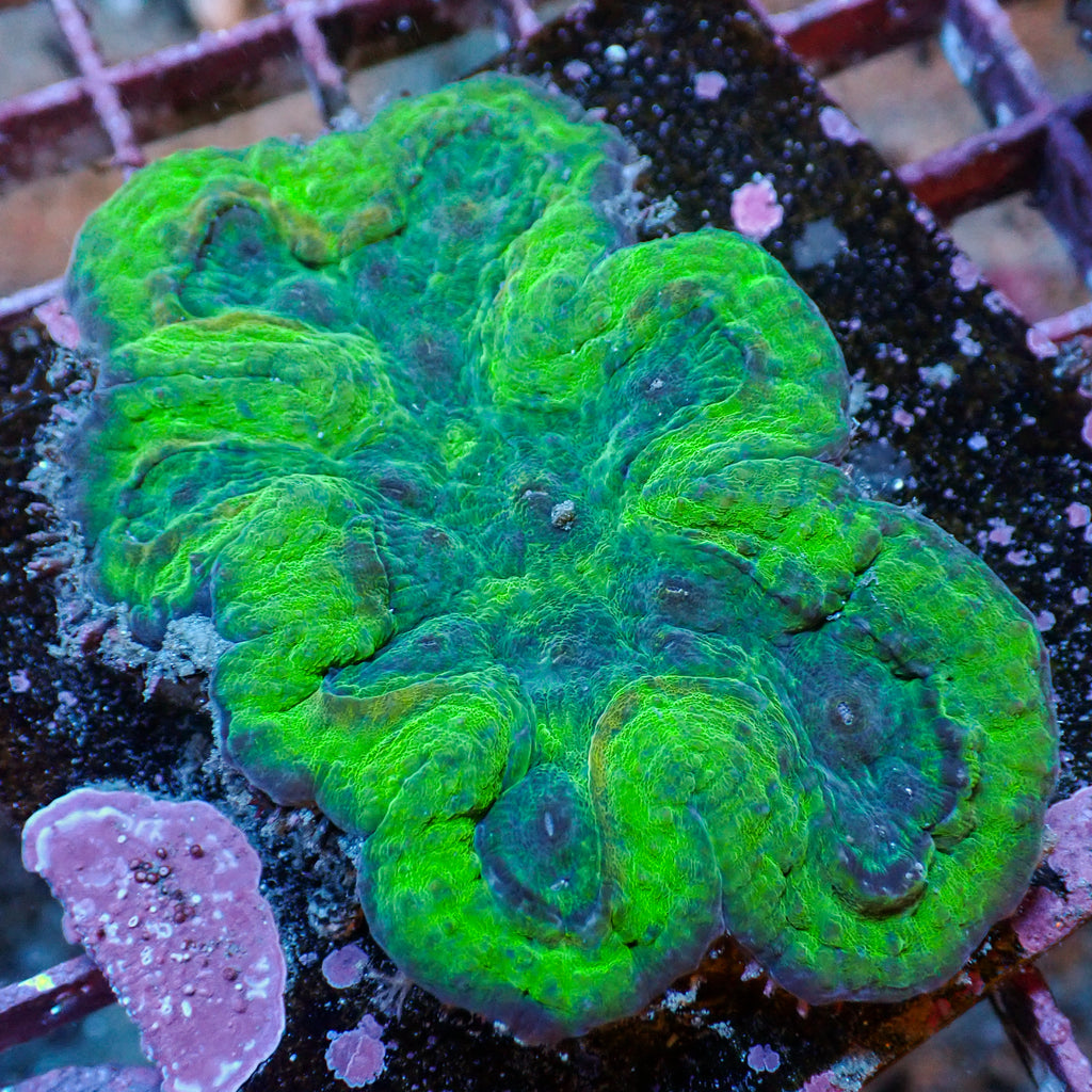 WYSIWYG Neon Green Symphyllia (3-4") - Corals Anonymous