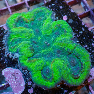 WYSIWYG Neon Green Symphyllia (3-4") - Corals Anonymous