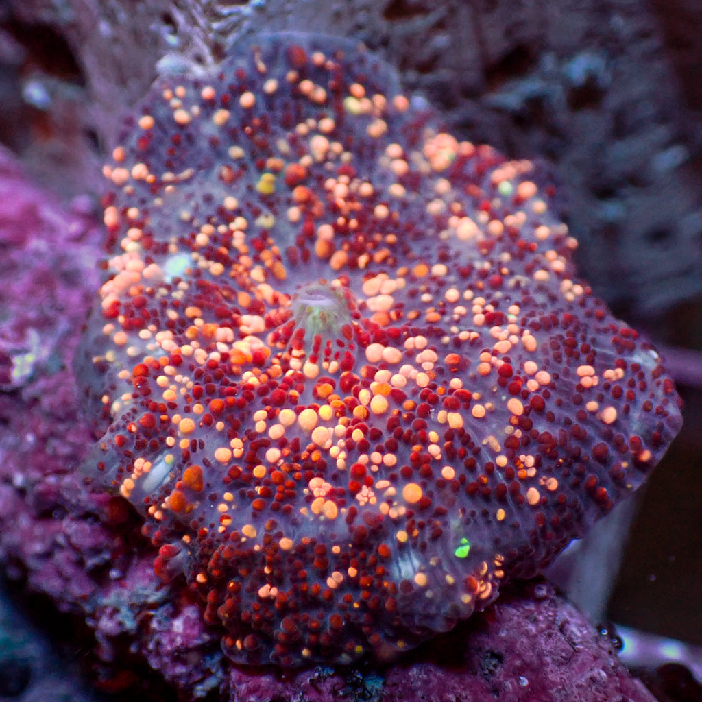 WYSIWYG  Ultra Rainbow Pop Rock Discosoma Mushroom (Rare) - Corals Anonymous