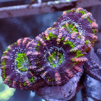 Pink Viper Acans (2-3 Polyps)
