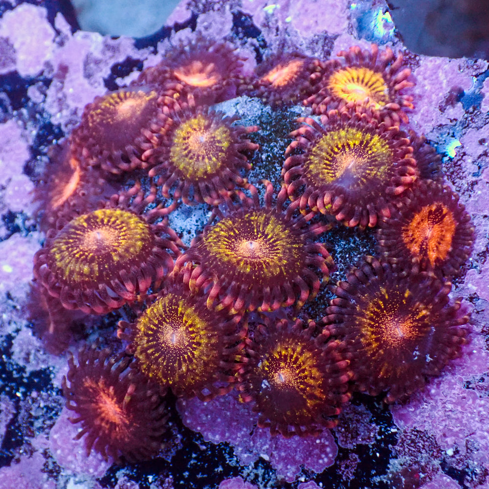 WYSIWYG Pandora Zoa Colony (15+ Polyps) - Corals Anonymous