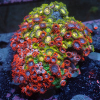 WYSIWYG Rainbow Zoa Combo Colony - Corals Anonymous