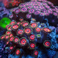 WYSIWYG Rainbow Zoa Combo Colony - Corals Anonymous
