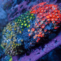 WYSIWYG Rainbow Zoa Combo Colony - Corals Anonymous