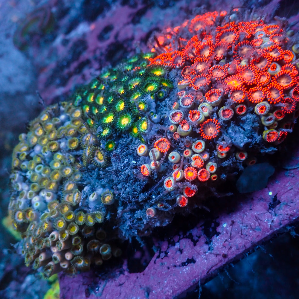 WYSIWYG Rainbow Zoa Combo Colony - Corals Anonymous