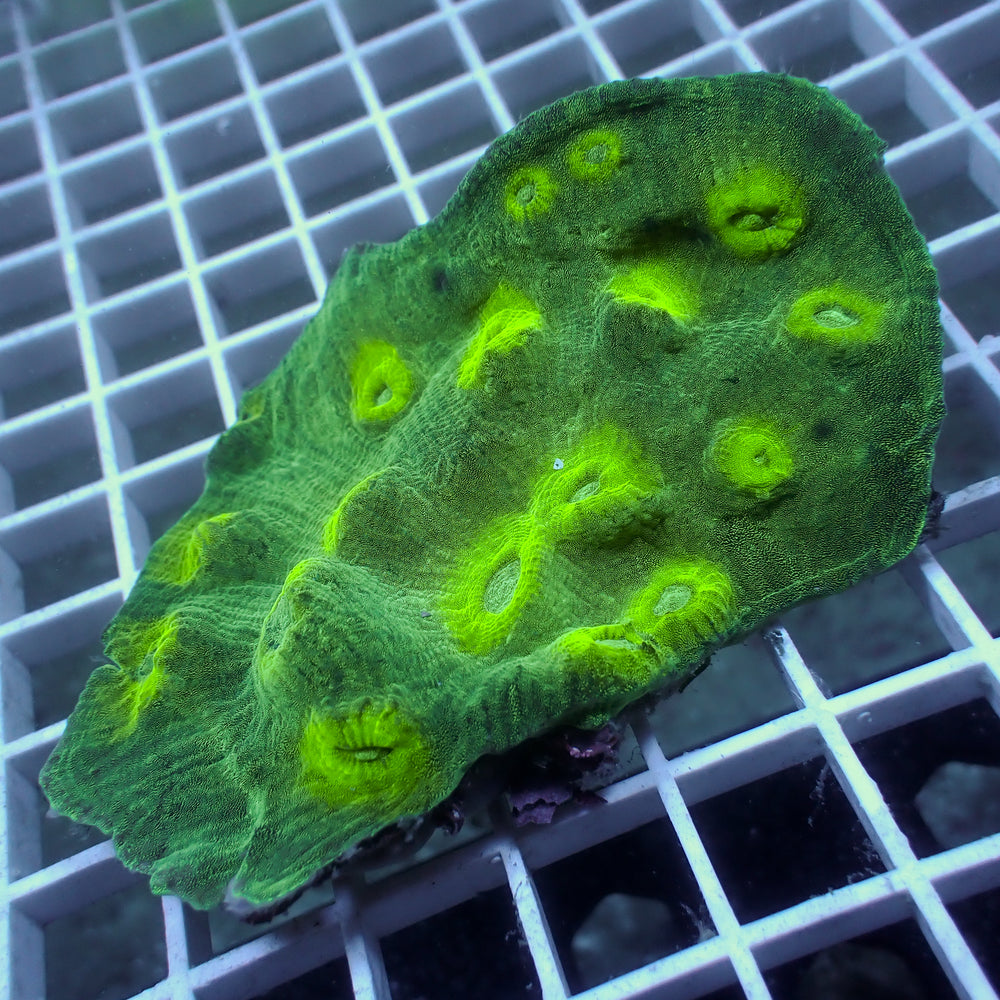 WYSIWYG Neon Green Chalice Colony (3-4