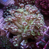 WYSIWYG Cosmo & Wanda Goniopora Colony (1-2") - Corals Anonymous