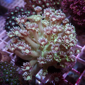 WYSIWYG Cosmo & Wanda Goniopora Colony (1-2") - Corals Anonymous