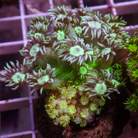 WYSIWYG Multicolor Goniopora Colony (2-3") - Corals Anonymous