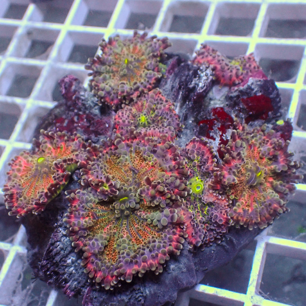 WYSIWYG Red Charm Yuma Mushroom Colony (7+ Polyps) - Corals Anonymous