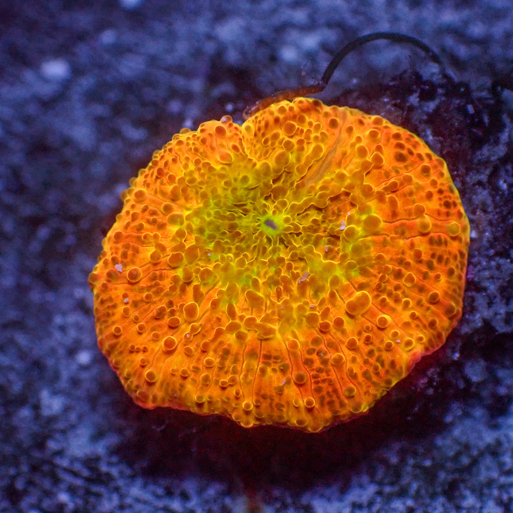 WYSIWYG Multicolor Ultra Bright Orange Discosoma Mushroom - Corals Anonymous