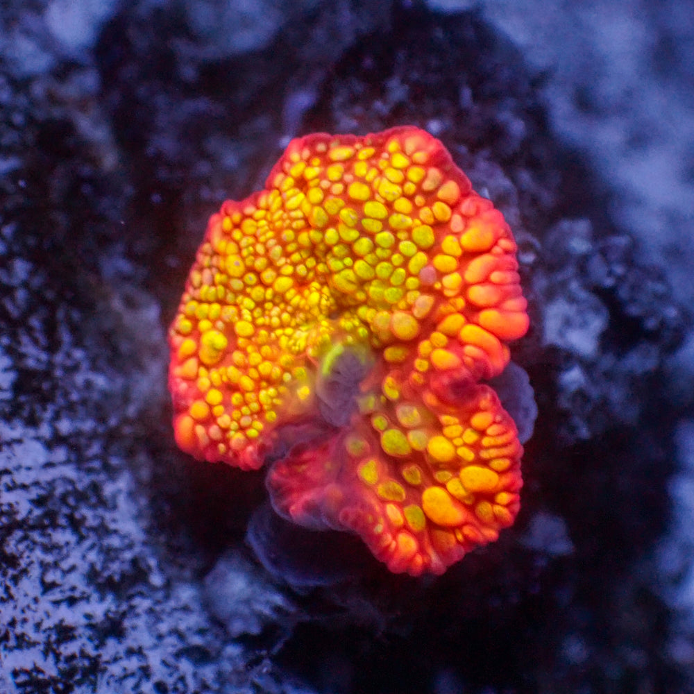 WYSIWYG Juicy Fruit Ultra Rainbow Discosoma Mushroom (Rare) - Corals Anonymous