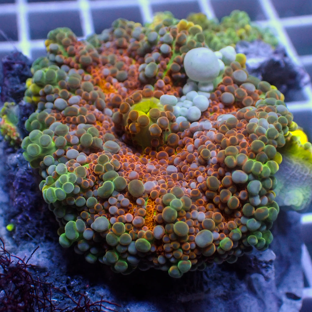 WYSIWYG Ultra Rainbow Bounce Hawaiian Punch Yuma Mushroom (2-3") - Corals Anonymous