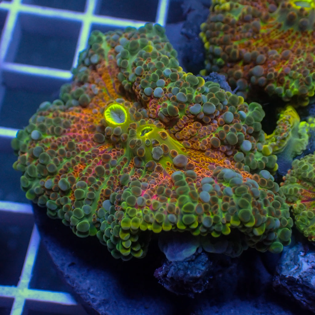 WYSIWYG Ultra Rainbow Bounce Hawaiian Punch Yuma Mushroom (2 Polyps, 2-3") - Corals Anonymous