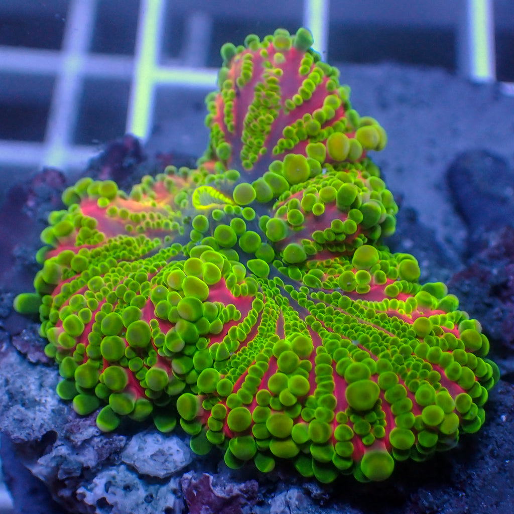 WYSIWYG Lemon Lime Yuma Mushroom - Corals Anonymous