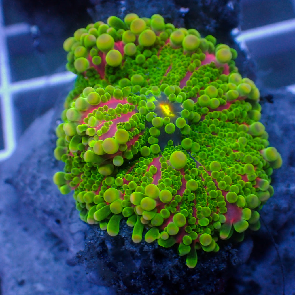 WYSIWYG Lemon Lime Yuma Mushroom - Corals Anonymous