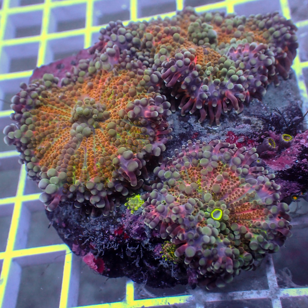 WYSIWYG Red Charm Yuma Mushrooms w/ Zoas (3 Polyps) - Corals Anonymous