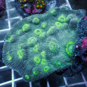 WYSIWYG Forrest Green Chalice Colony (3-4") - Corals Anonymous