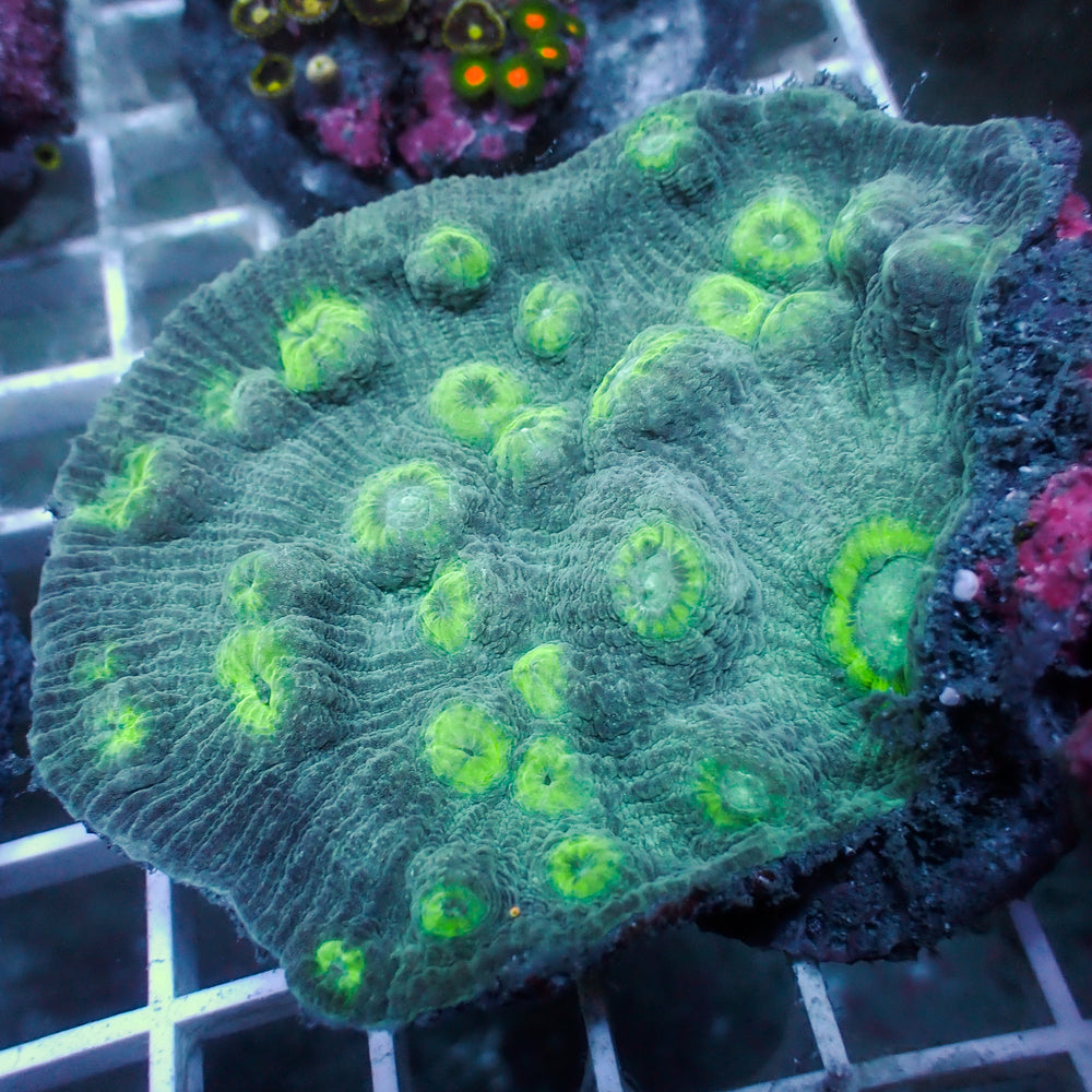 WYSIWYG Forrest Green Chalice Colony (3-4