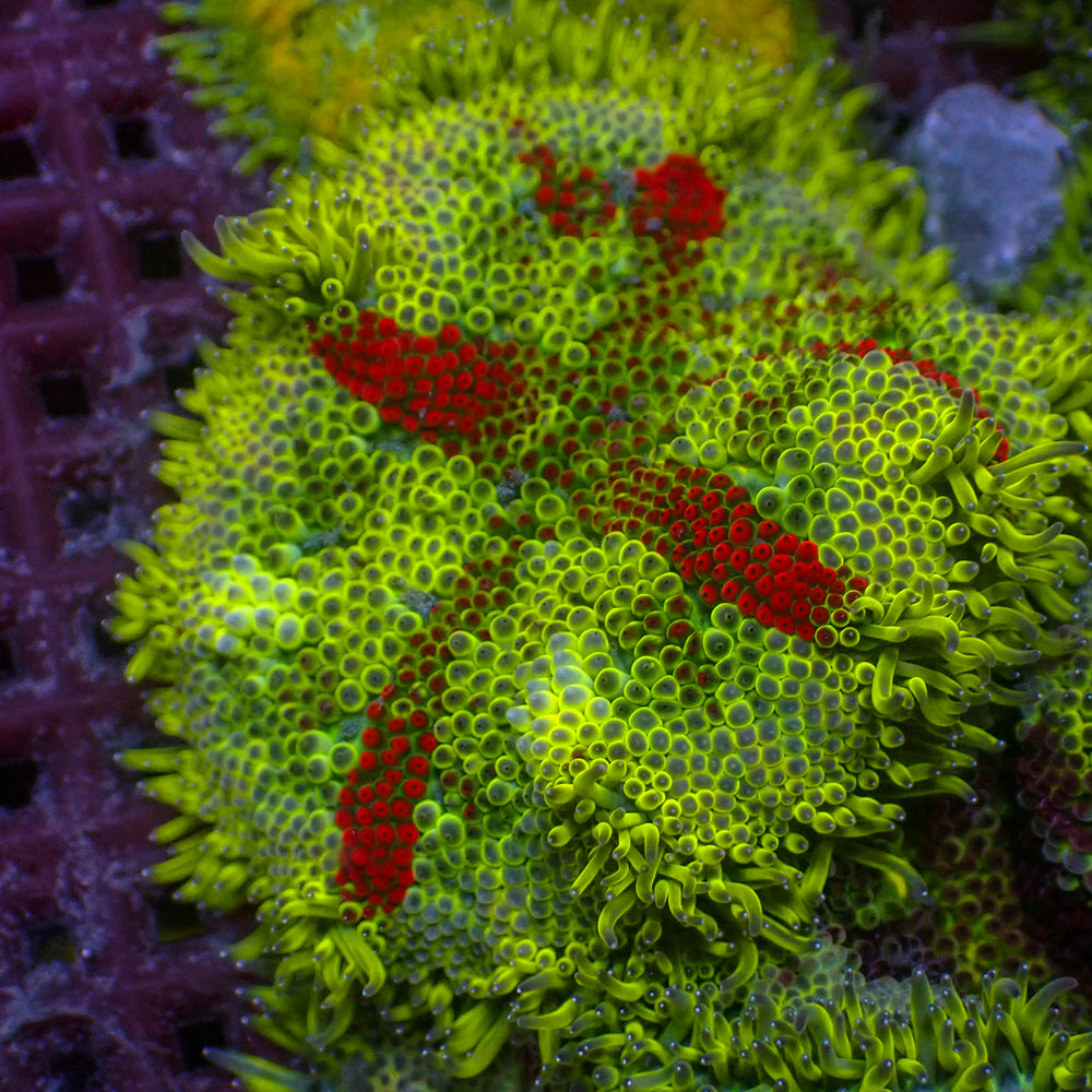 WYSIWYG Red Star Maxi Mini Carpet Anemone (2-3”) - Corals Anonymous