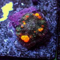 WYSIWYG Jackpot Bounce Rhodactis Mushroom - Corals Anonymous