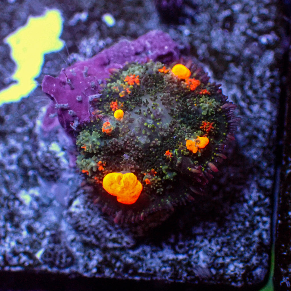 WYSIWYG Jackpot Bounce Rhodactis Mushroom - Corals Anonymous