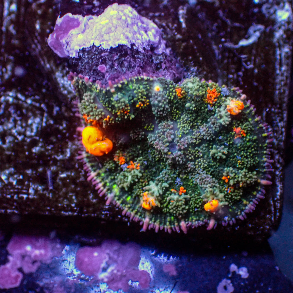 WYSIWYG Jackpot Bounce Rhodactis Mushroom - Corals Anonymous