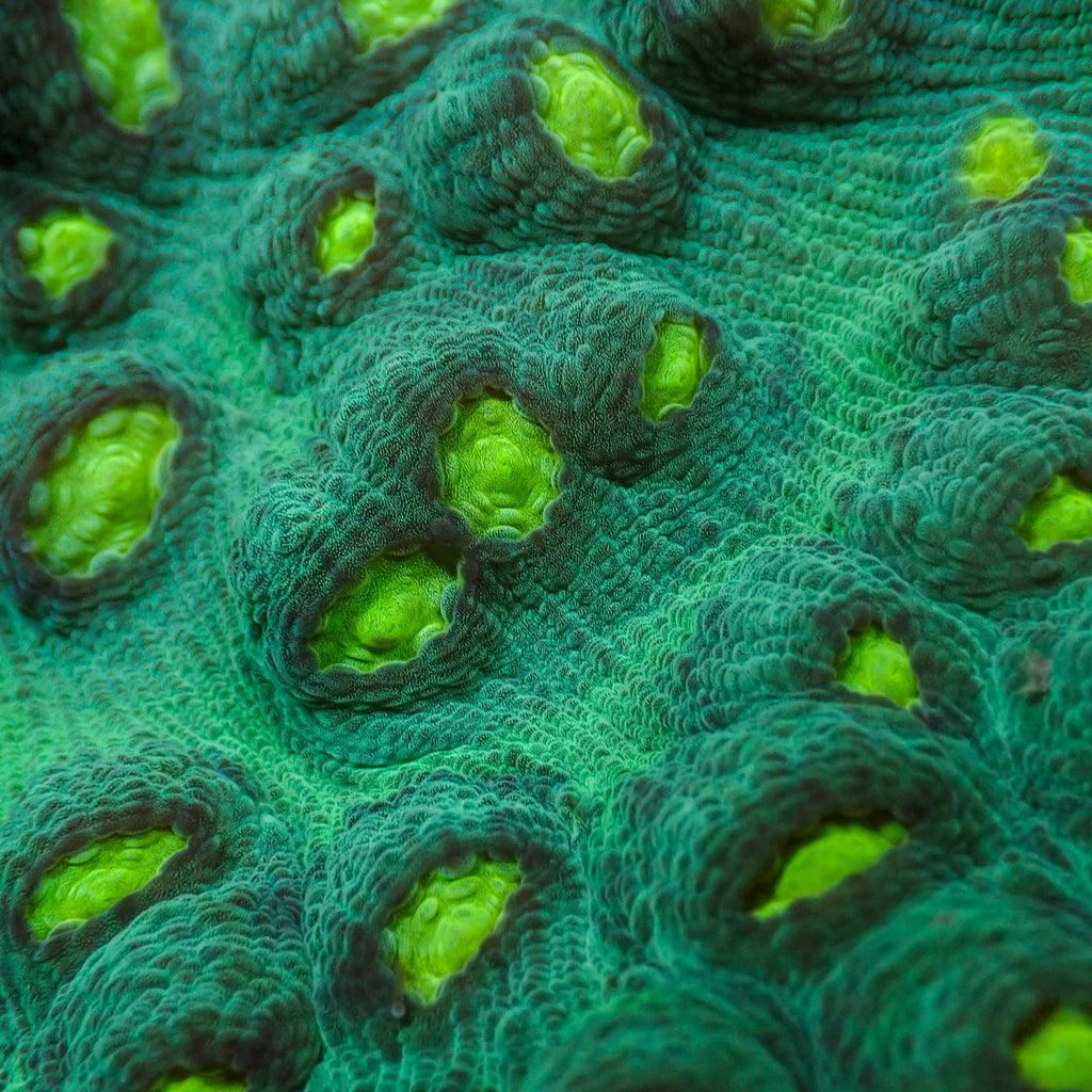 Green Chalice (1" Frag) - Corals Anonymous