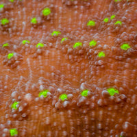 Iridescent Yellow Eye Red Chalice (1” Frag) - Corals Anonymous