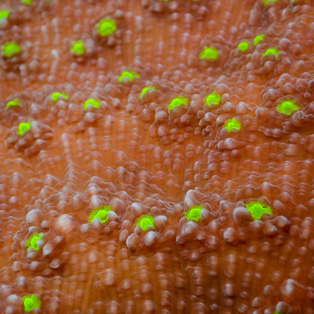 Iridescent Yellow Eye Red Chalice (1” Frag) - Corals Anonymous