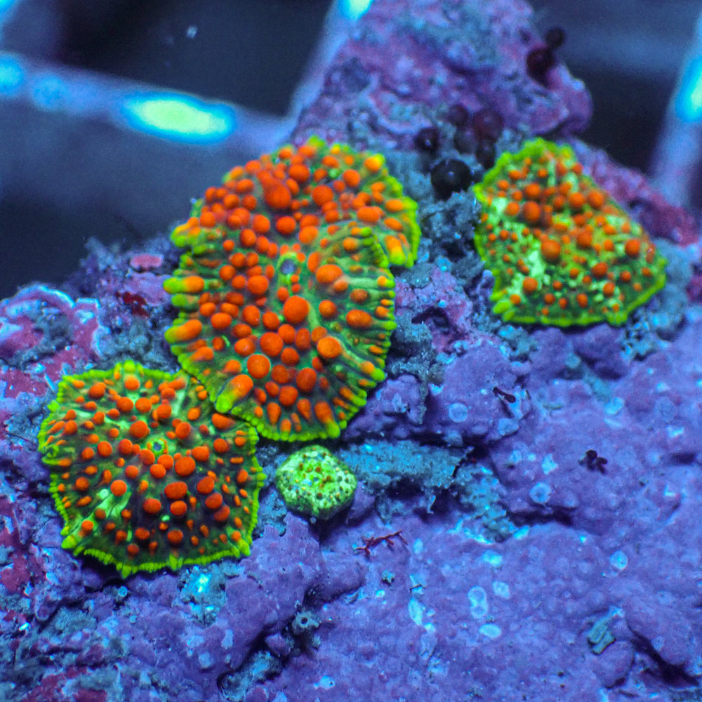 WYSIWYG Blood Viper Rainbow Discosoma Mushroom Colony (3 Polyps) - Corals Anonymous