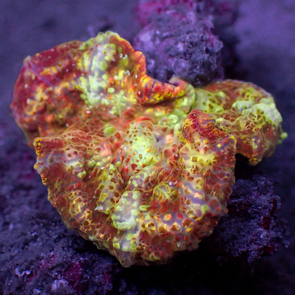 WYSIWYG Hellfire Spirit Rainbow Discosoma Mushroom (Rare) - Corals Anonymous