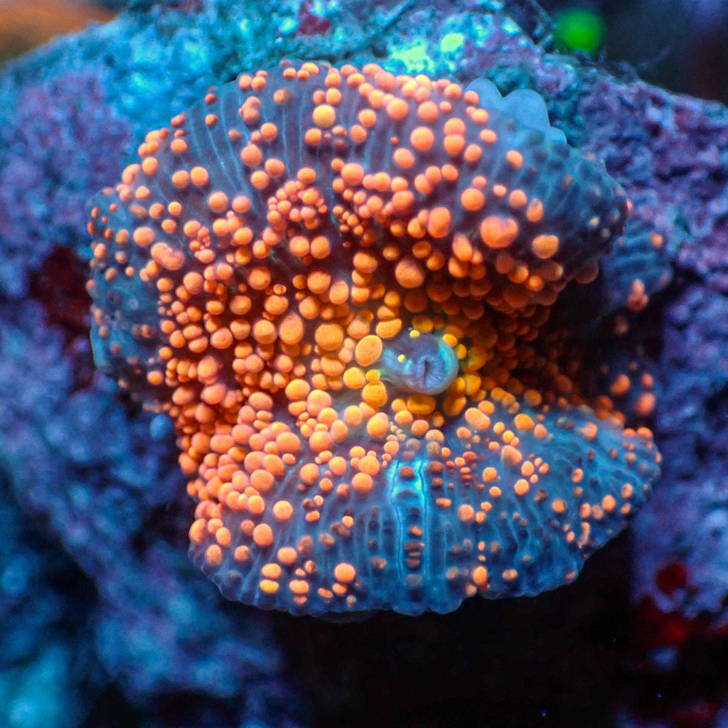 WYSIWYG Peach Interstellar Discosoma Mushroom - Corals Anonymous