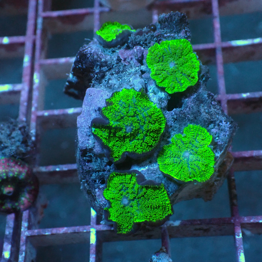 WYSIWYG Green Rhodactis Mushroom Colony (5+ Polyps) - Corals Anonymous