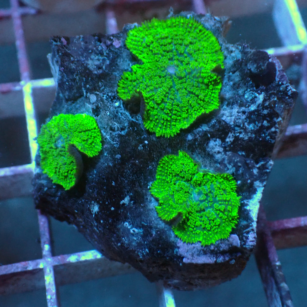 WYSIWYG Green Rhodactis Mushroom Colony (3 Polyps) - Corals Anonymous