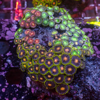 WYSIWYG Rainbow Zoa Combo Colony - Corals Anonymous