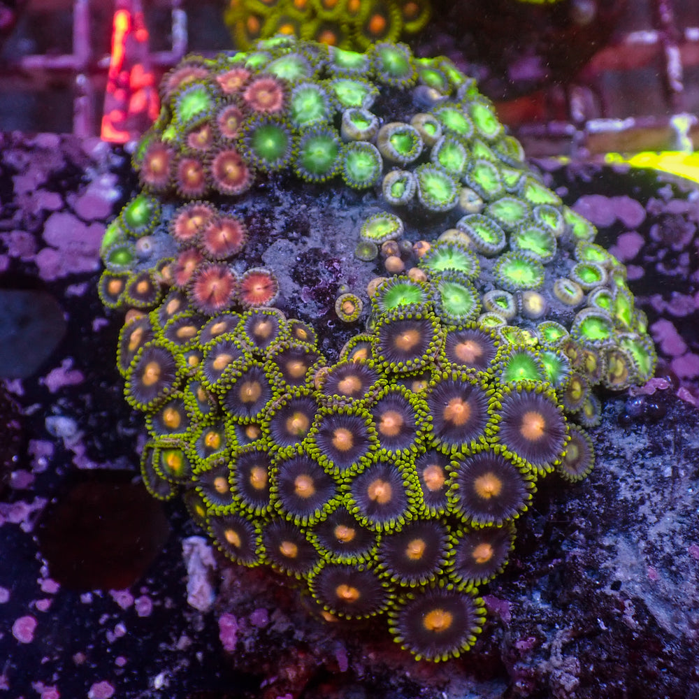 WYSIWYG Rainbow Zoa Combo Colony - Corals Anonymous