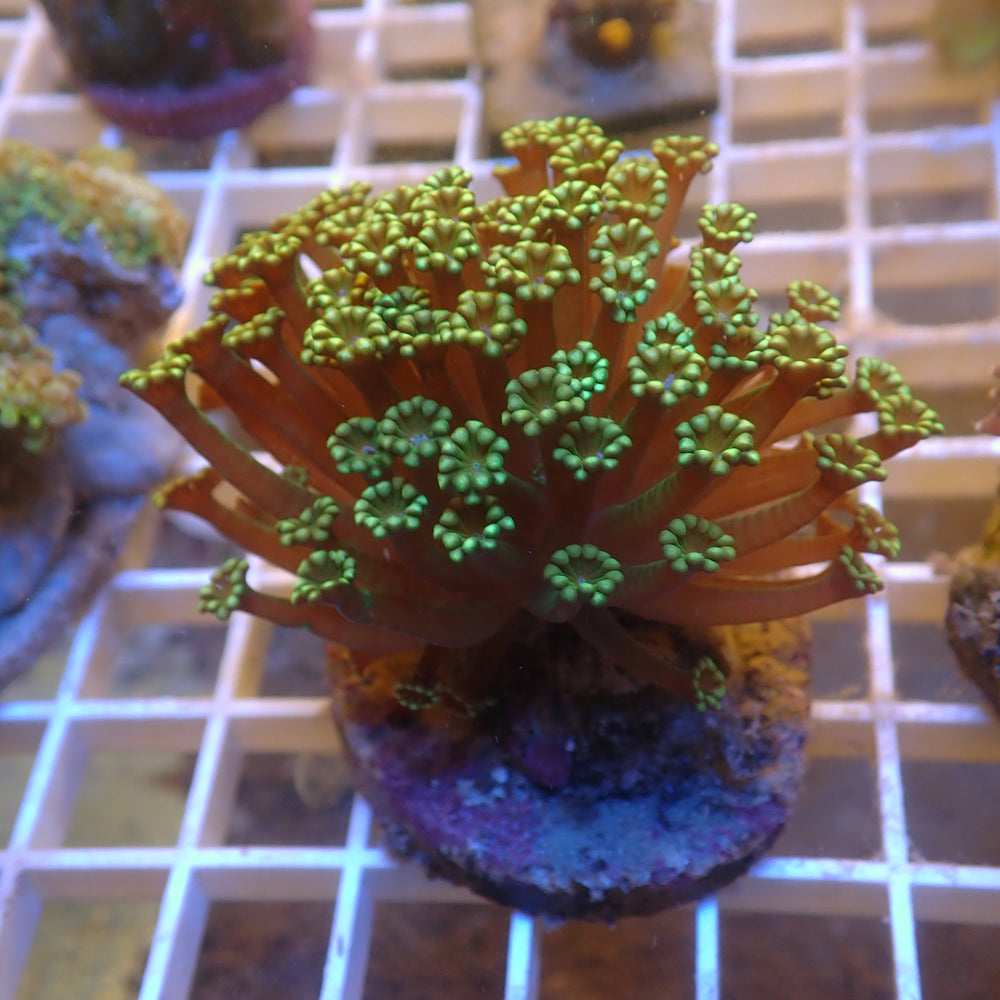WYSIWYG Jade Green Alveopora Colony (1-2