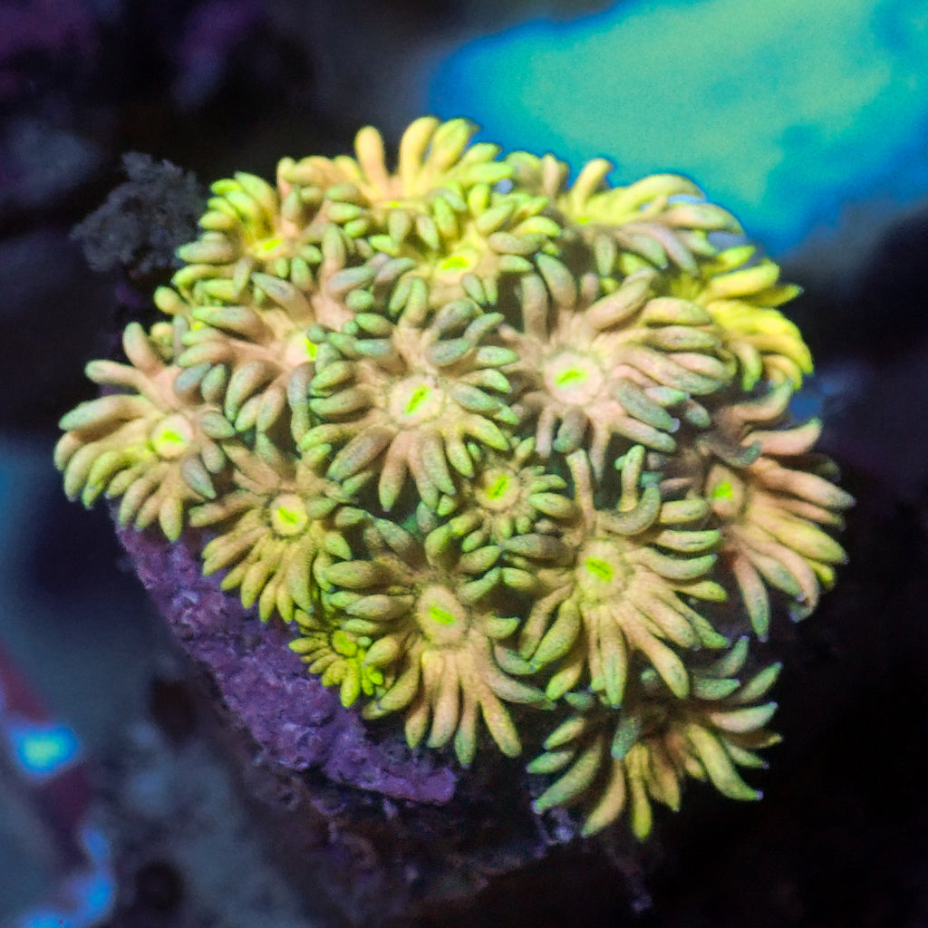 WYSIWYG Rainbow Hippie Dream Goniopora (0.5-1" Frag) - Corals Anonymous