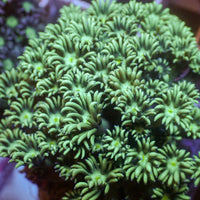 WYSIWYG Teal Green Goniopora Colony (1-2") - Corals Anonymous