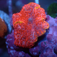 WYSIWYG Golden Red Devil Discosoma Mushroom - Corals Anonymous