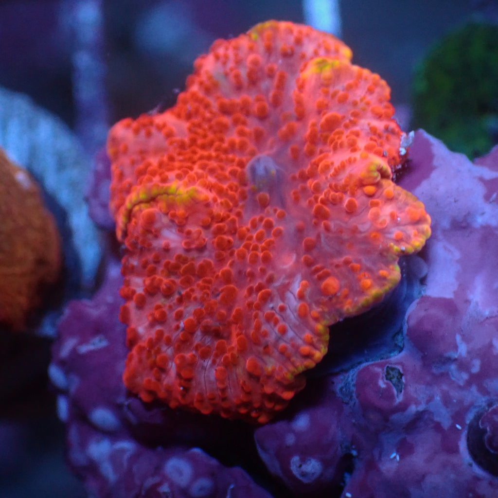 WYSIWYG Golden Red Devil Discosoma Mushroom - Corals Anonymous