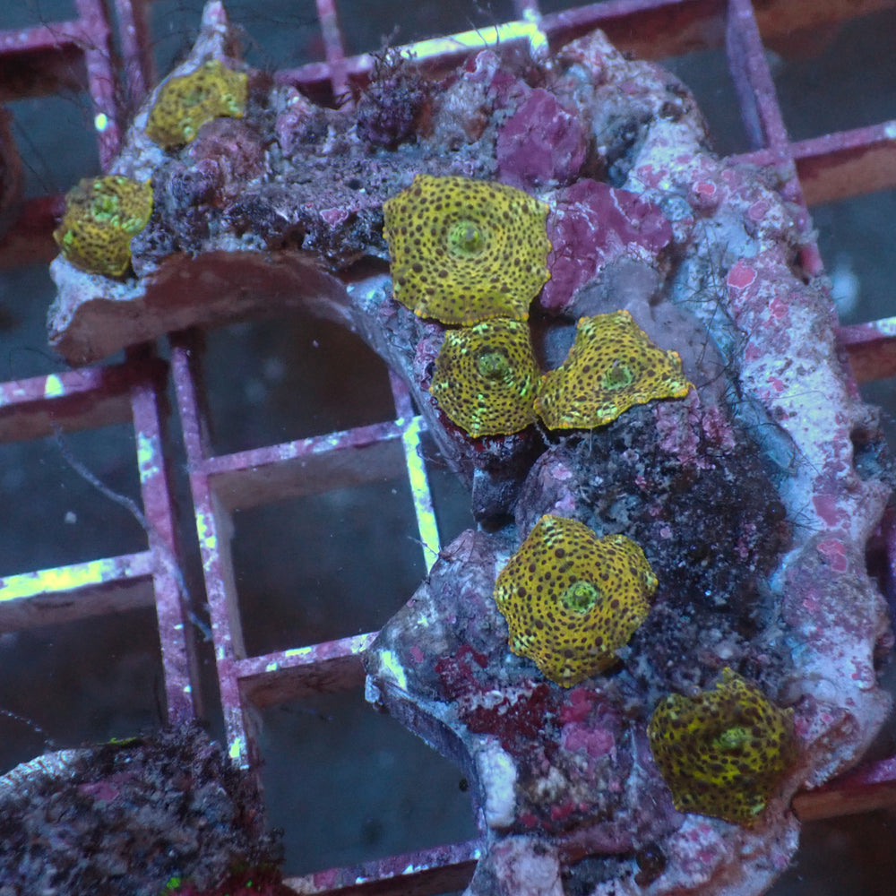 WYSIWYG Leopard Discosoma Mushroom Colony (7 Polyps) - Corals Anonymous