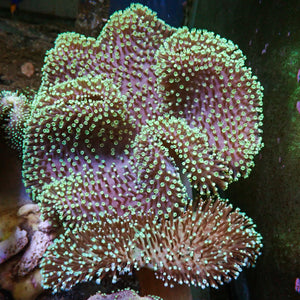 Aussie Goliath Green Polyp Leather Toadstool (5-7")